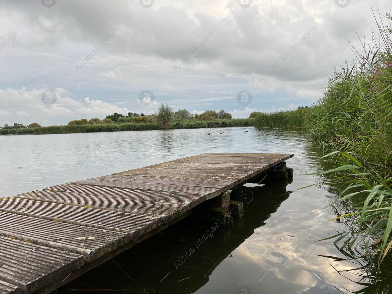 Photo of Picturesque view of river reeds and cloudy sky