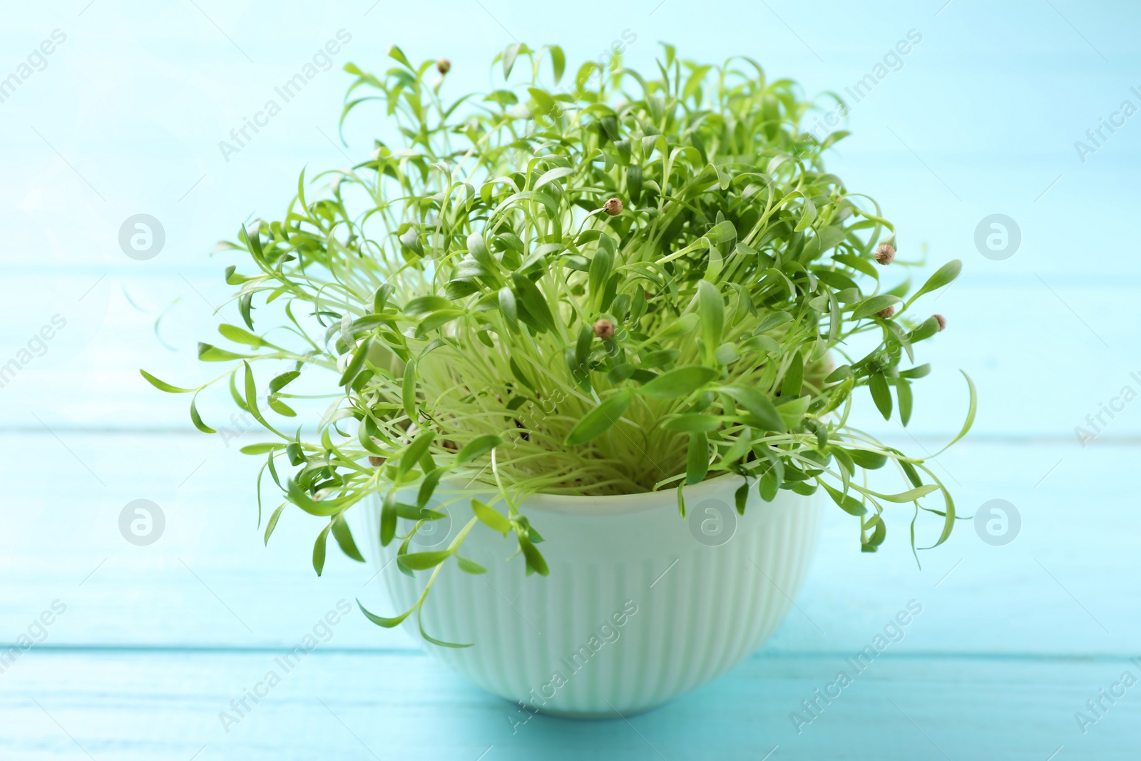 Photo of Fresh organic microgreen on light blue wooden table, closeup