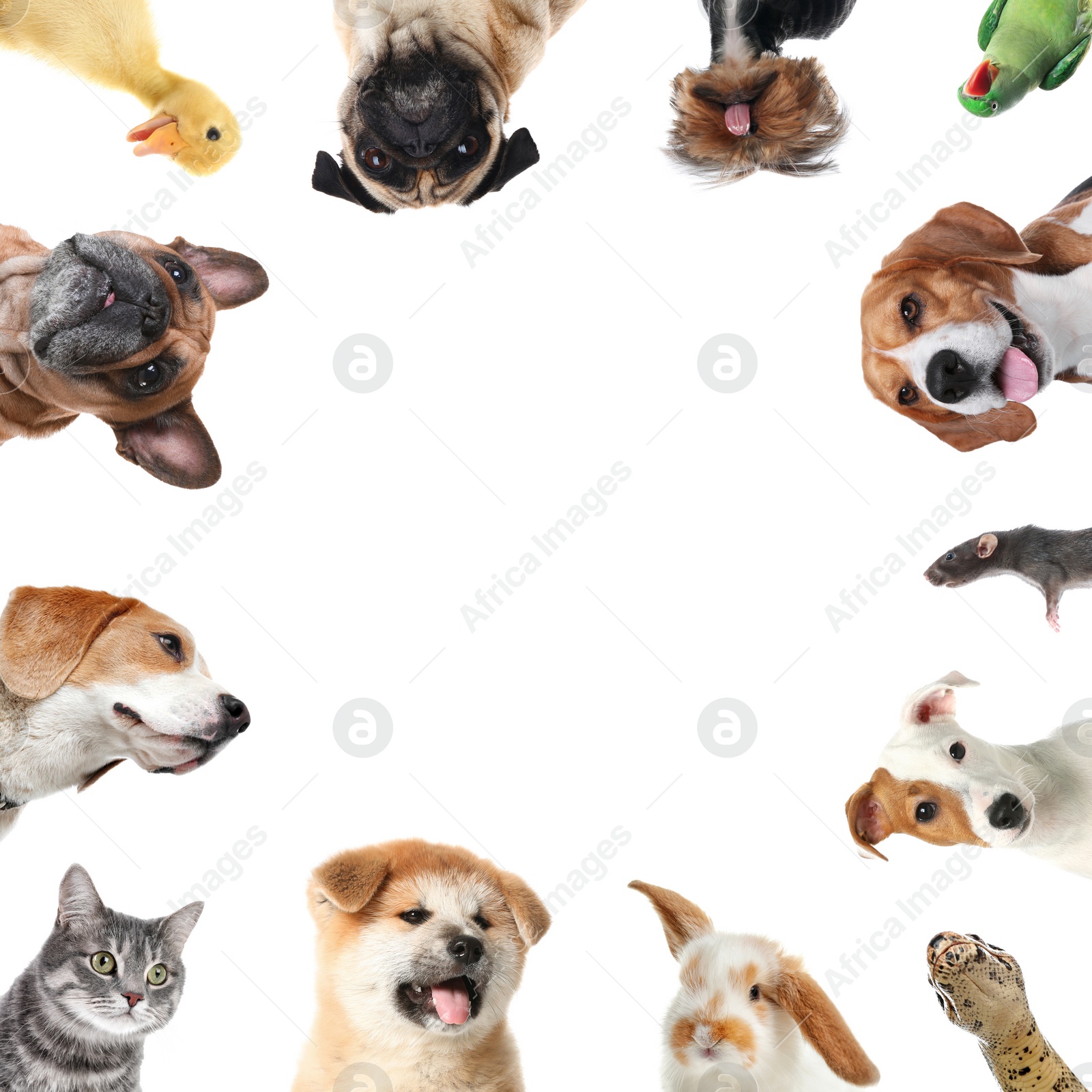 Cute different animals on white background, collage Image of Cute different animals on white background, collage