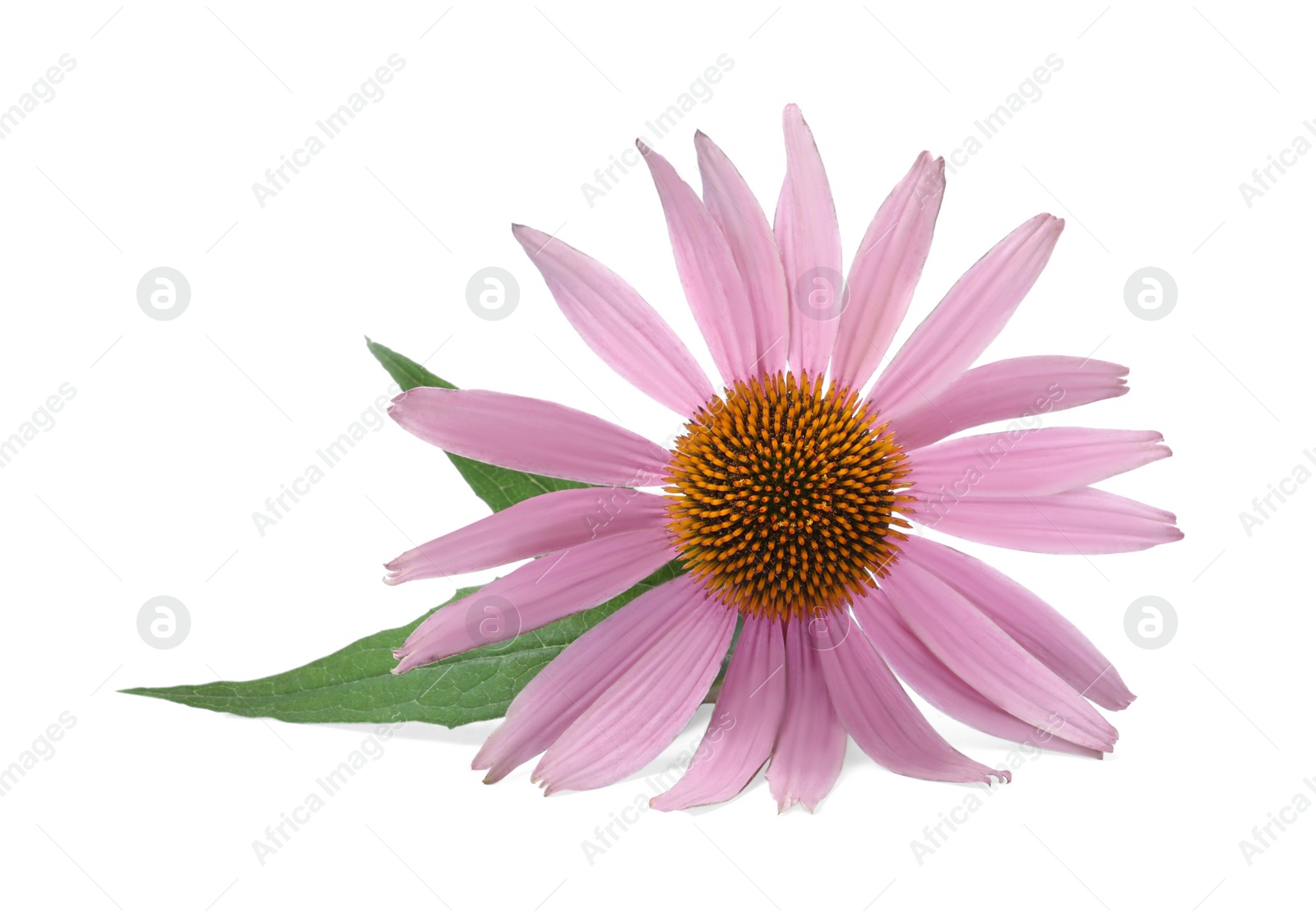 Photo of Beautiful blooming echinacea flower with leaves isolated on white