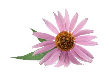 Beautiful blooming echinacea flower with leaves isolated on white