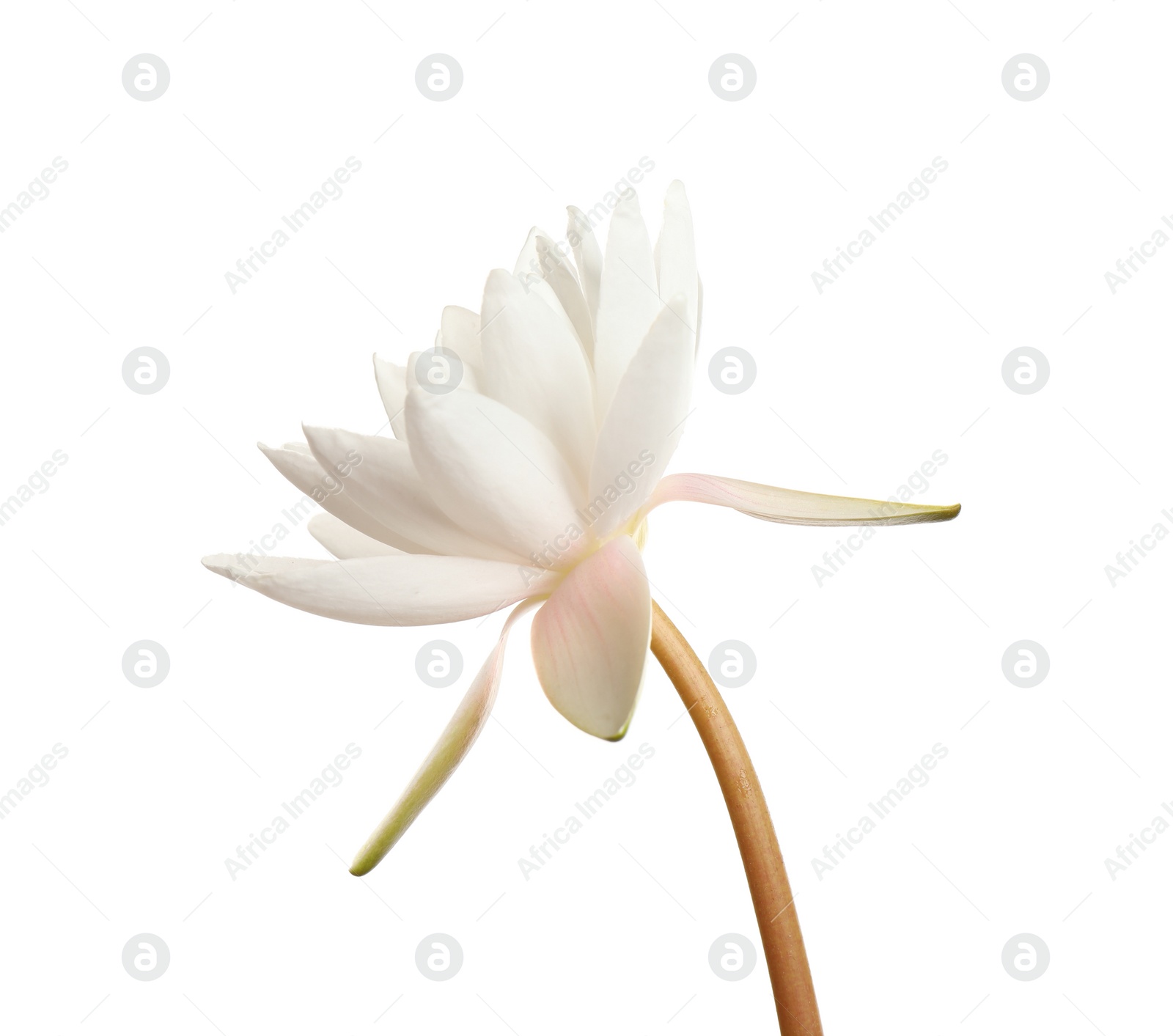 Photo of Beautiful blooming lotus flower isolated on white