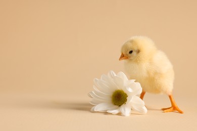 Cute chick with white chrysanthemum flower on beige background, closeup and space for text. Baby animal