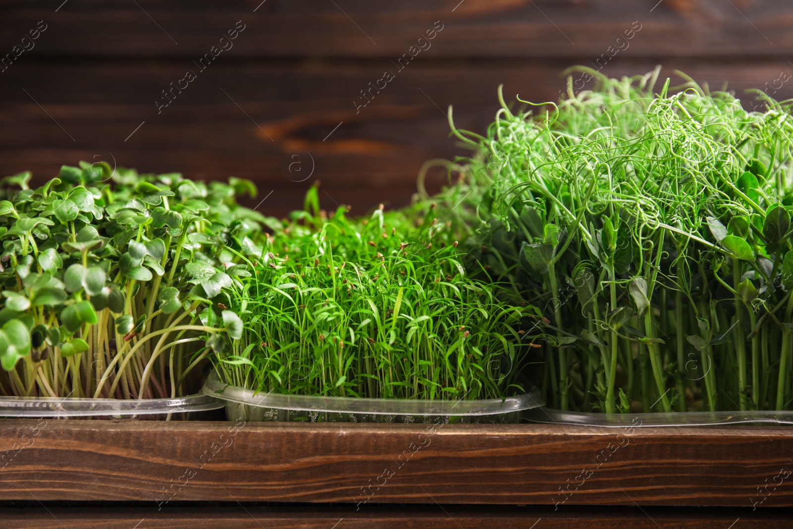 Photo of Fresh different organic microgreens in wooden crate