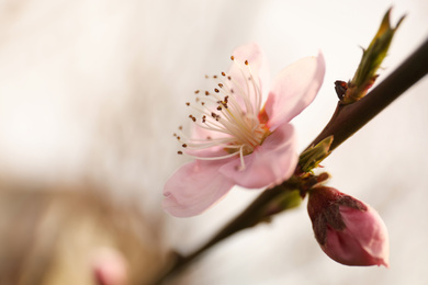 Photo of Closeup view of blossoming tree outdoors on spring day