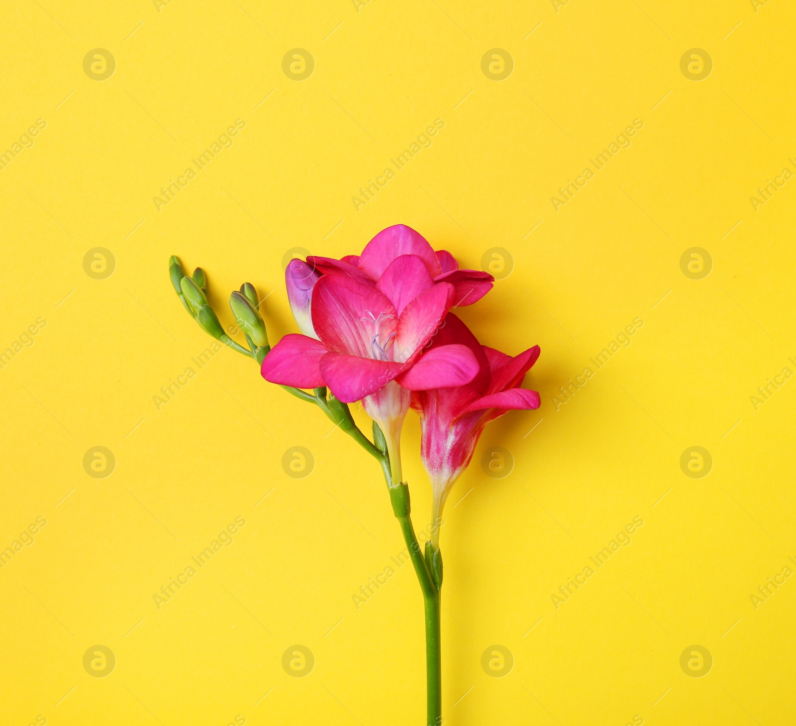 Photo of Beautiful freesia on color background