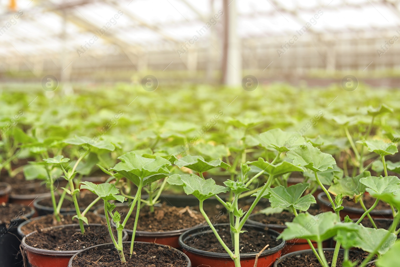 Photo of Many pots with soil and fresh seedlings in greenhouse, closeup