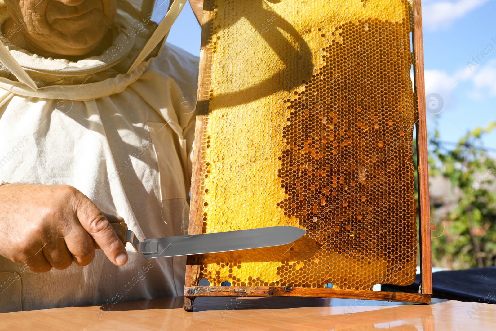 Photo of Senior beekeeper uncapping honeycomb frame with knife at table outdoors, closeup