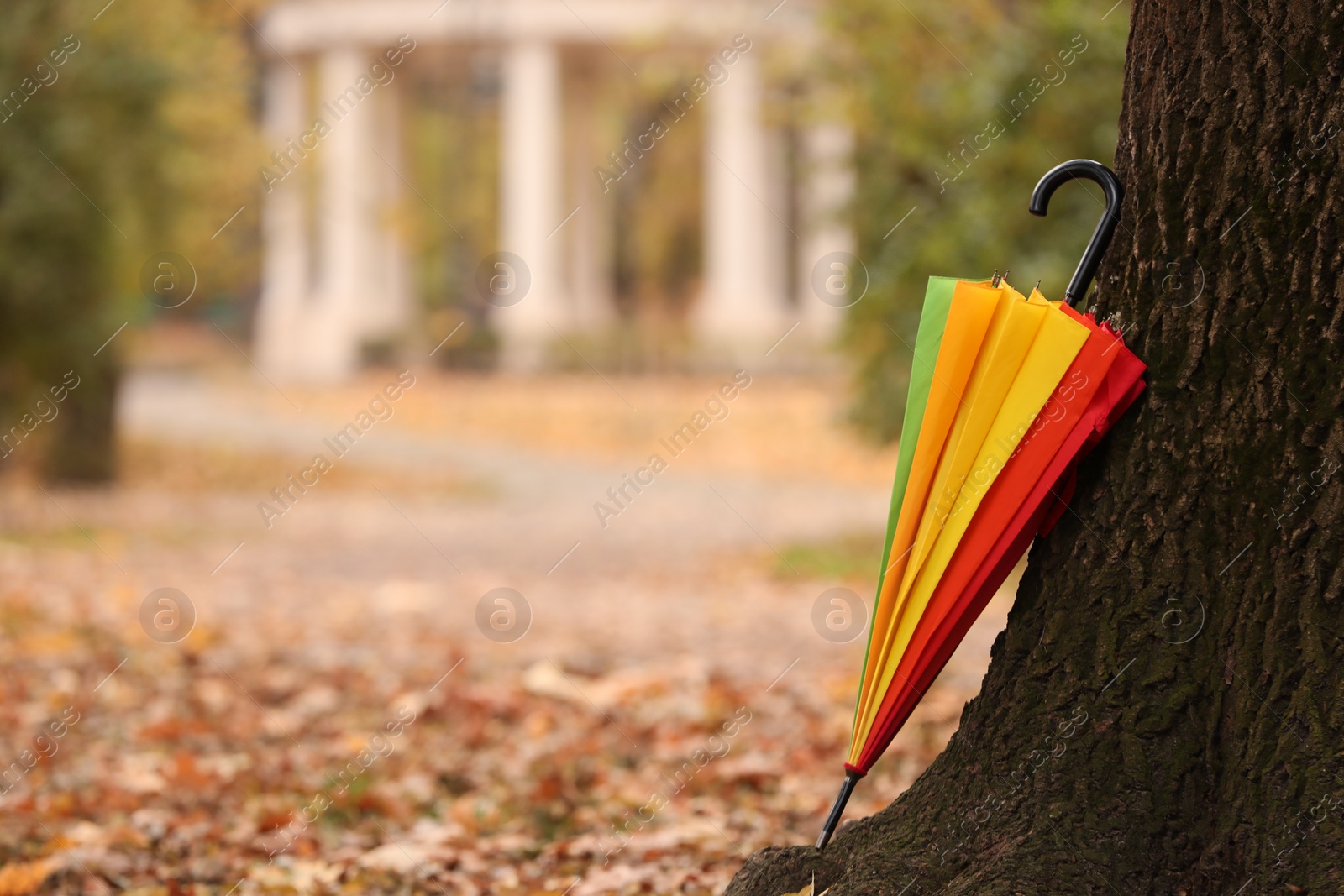 Photo of Closed rainbow umbrella near tree in autumn park, space for text