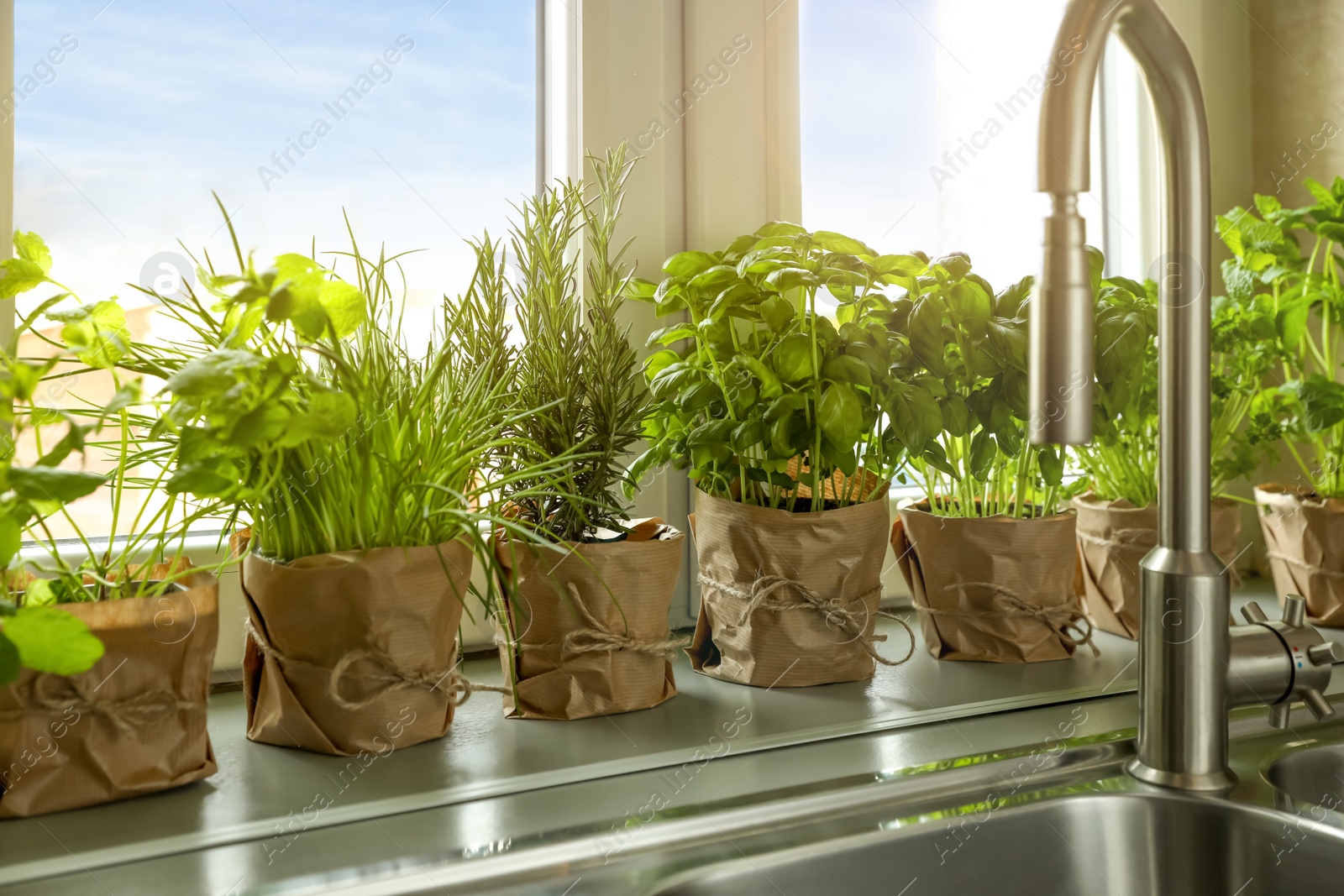 Photo of Different aromatic potted herbs on window sill near kitchen sink