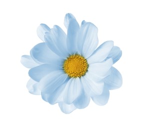 Beautiful light blue chrysanthemum flower isolated on white