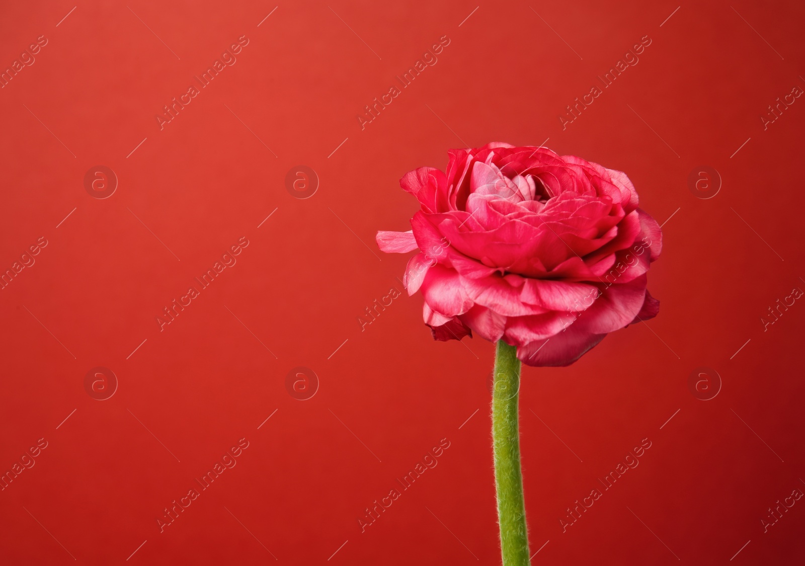 Photo of Beautiful ranunculus flower on color background