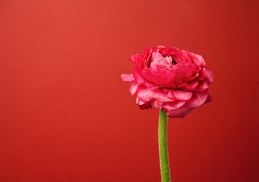 Beautiful ranunculus flower on color background