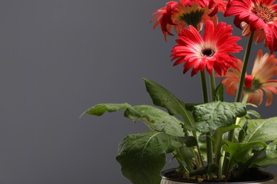 Photo of Beautiful potted gerbera flower against grey background, space for text