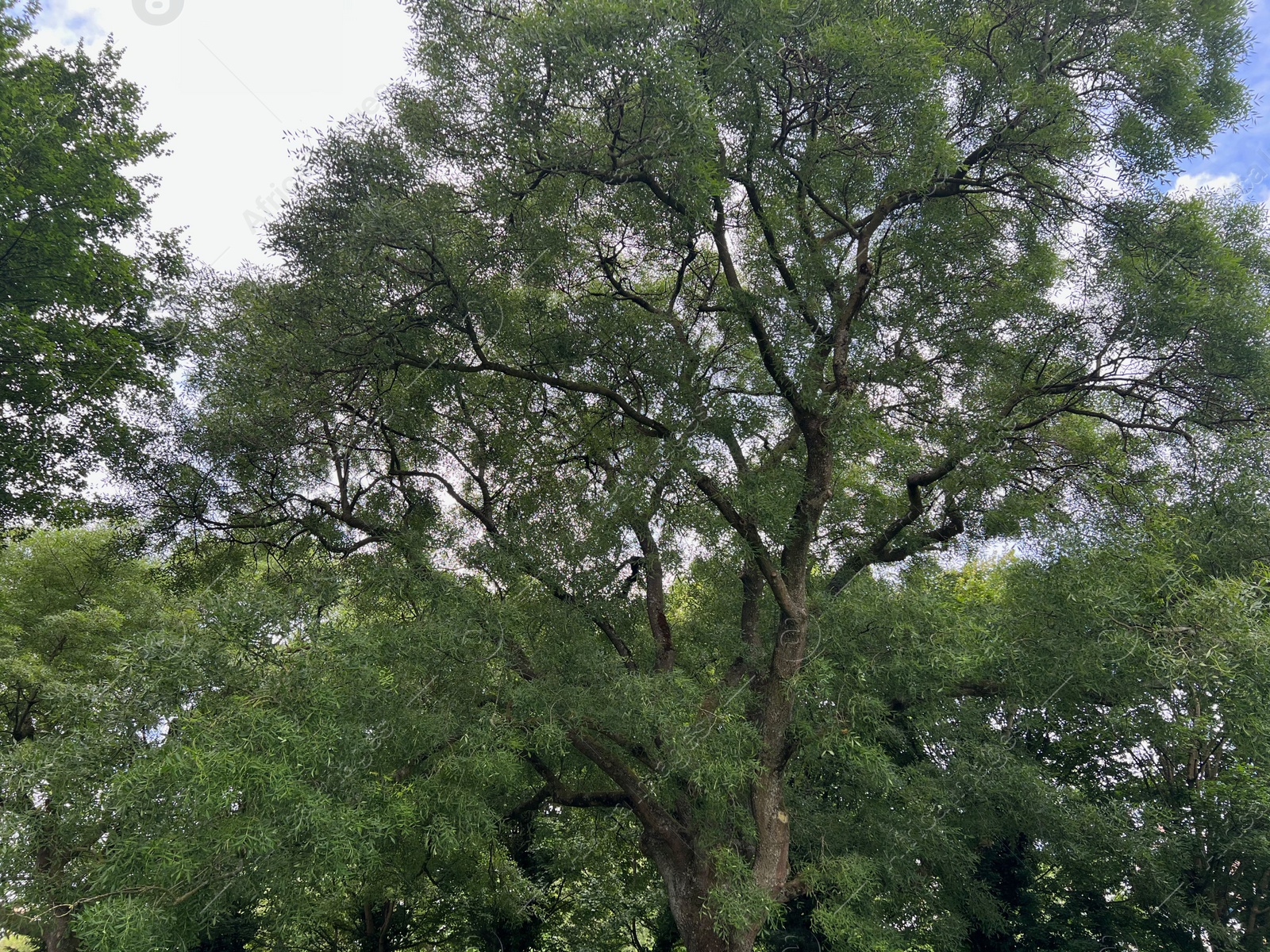 Photo of Beautiful tree with green leaves against cloudy sky, low angle view