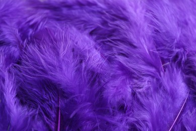 Photo of Many violet beautiful feathers as background, closeup