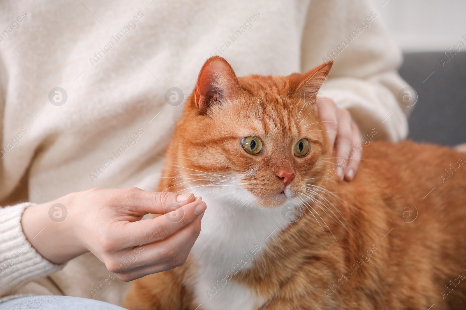 Photo of Woman giving vitamin pill to cute cat, closeup