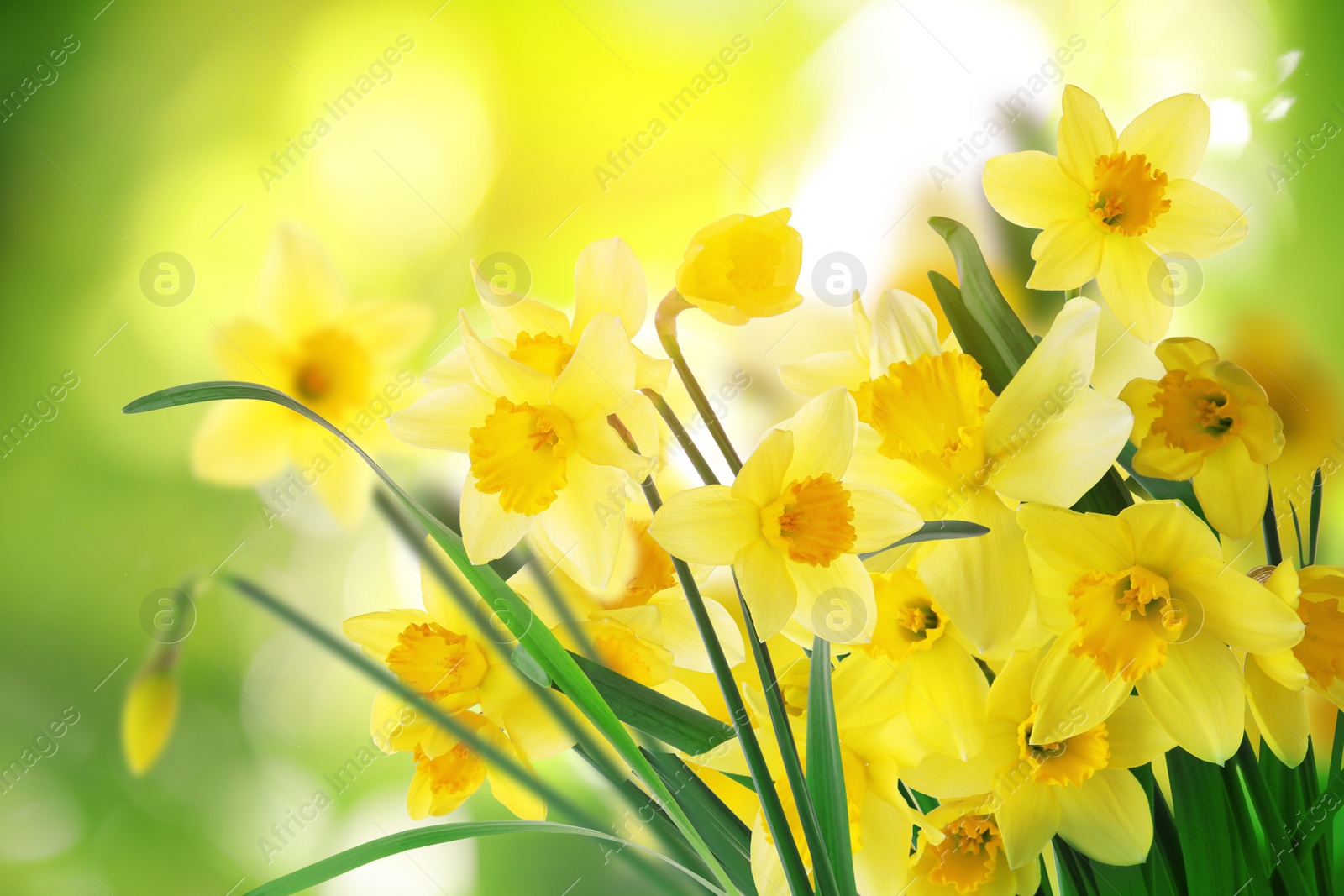 Image of Beautiful blooming yellow daffodils outdoors on sunny day