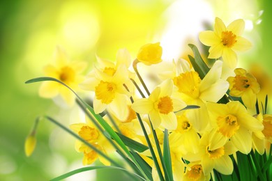 Image of Beautiful blooming yellow daffodils outdoors on sunny day