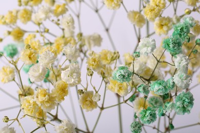 Beautiful colorful gypsophila flowers on white background, closeup