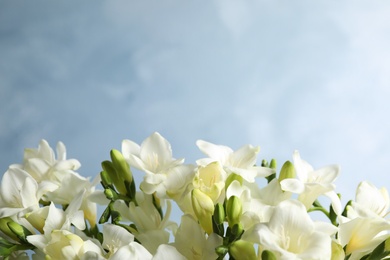 Photo of Beautiful freesia flowers on blue background, closeup. Space for text