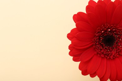 Photo of Beautiful red gerbera flower on beige background, top view. Space for text