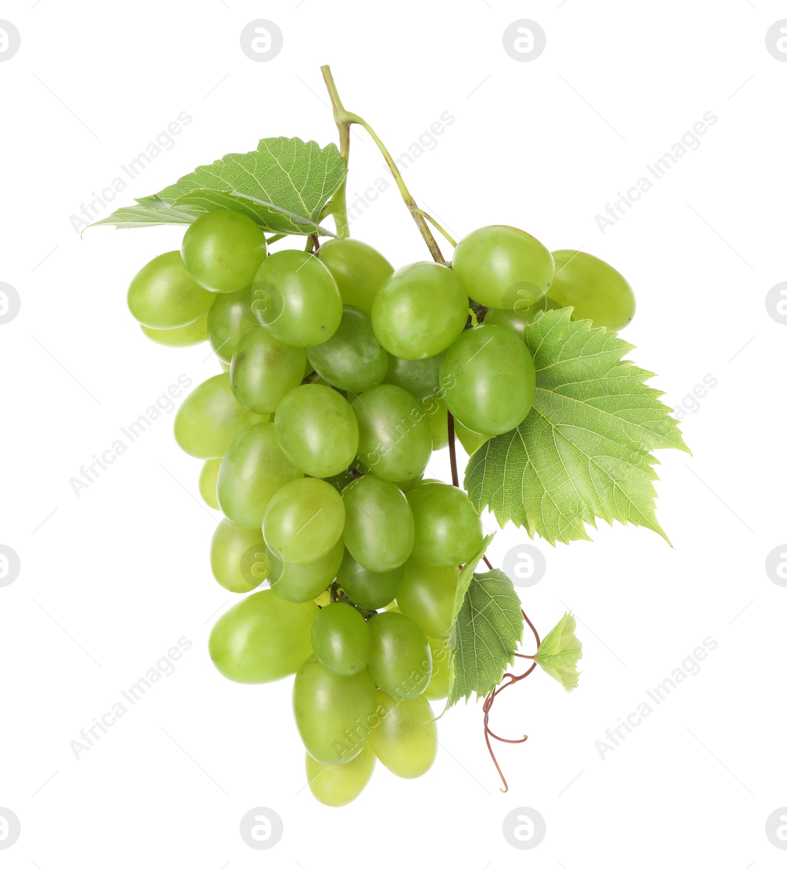 Photo of Fresh ripe grapes and leaves isolated on white