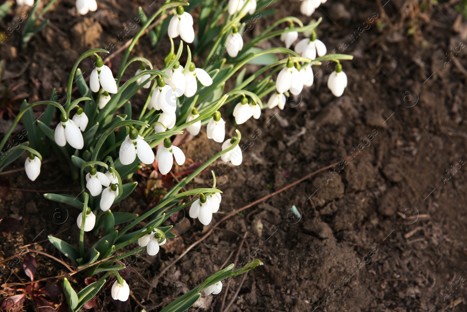 Photo of Fresh blooming snowdrops growing in soil, space for text. Spring flowers
