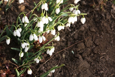 Fresh blooming snowdrops growing in soil, space for text. Spring flowers