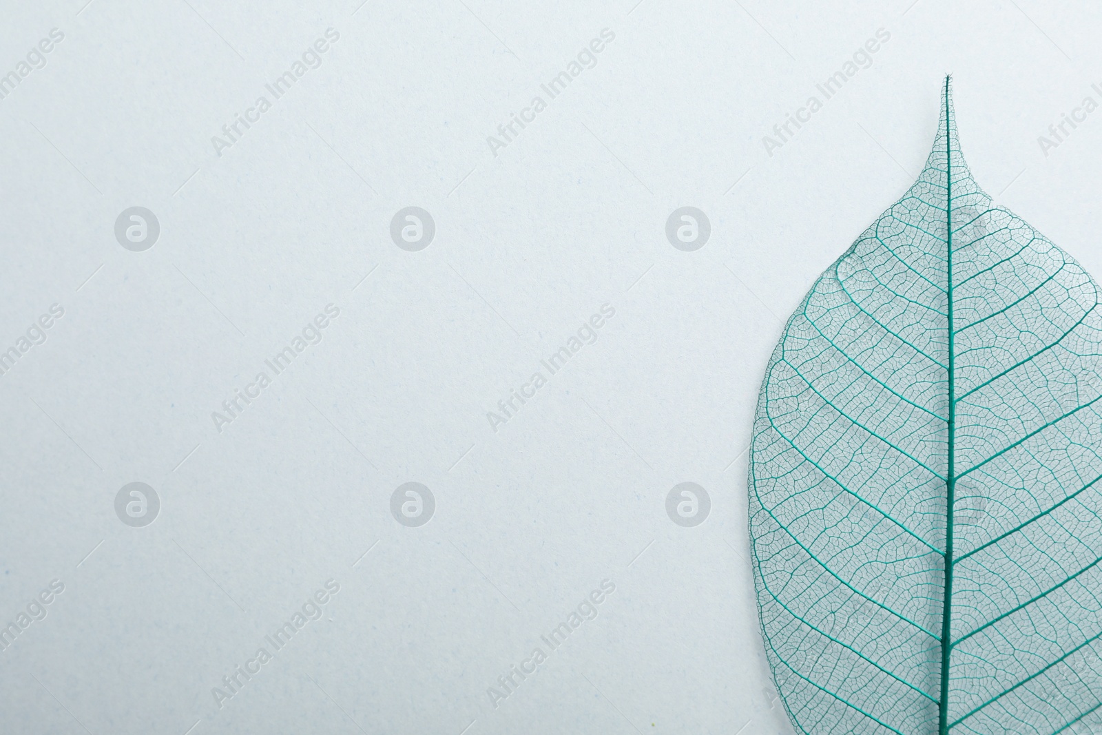 Photo of Beautiful decorative skeleton leaf and space for text on white background