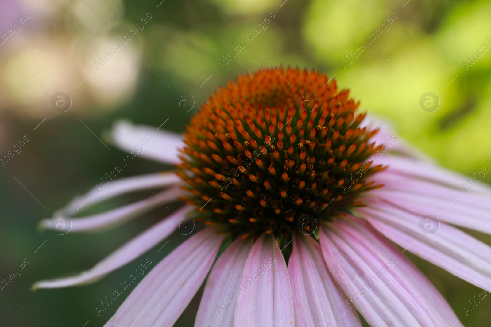 Photo of Beautiful pink Echinacea flower on blurred background, closeup