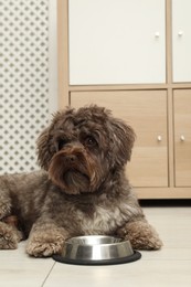 Cute Maltipoo dog and his bowl at home. Lovely pet