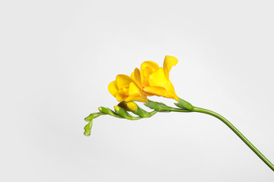 Photo of Beautiful blooming yellow freesia on light background