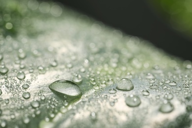 Photo of Closeup view of beautiful green leaf with dew drops