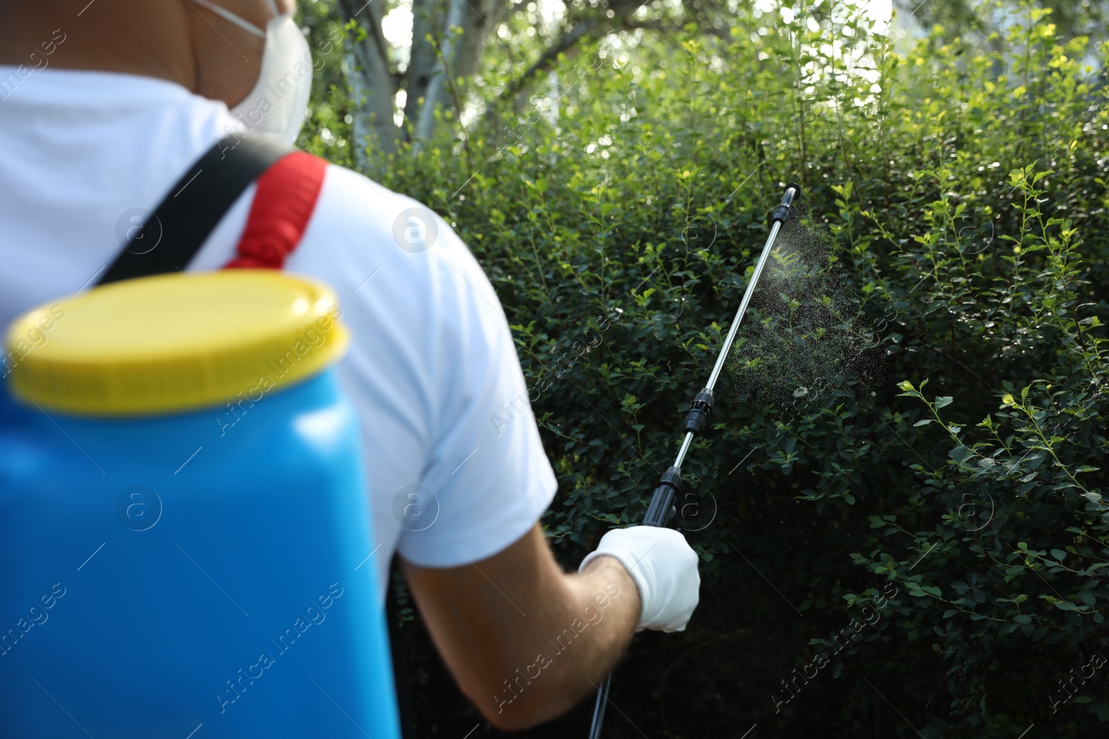 Photo of Worker spraying pesticide onto green bush outdoors, closeup. Pest control