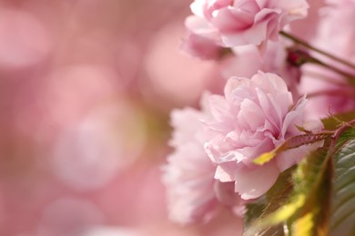 Beautiful pink sakura blossom on blurred background, closeup. Space for text