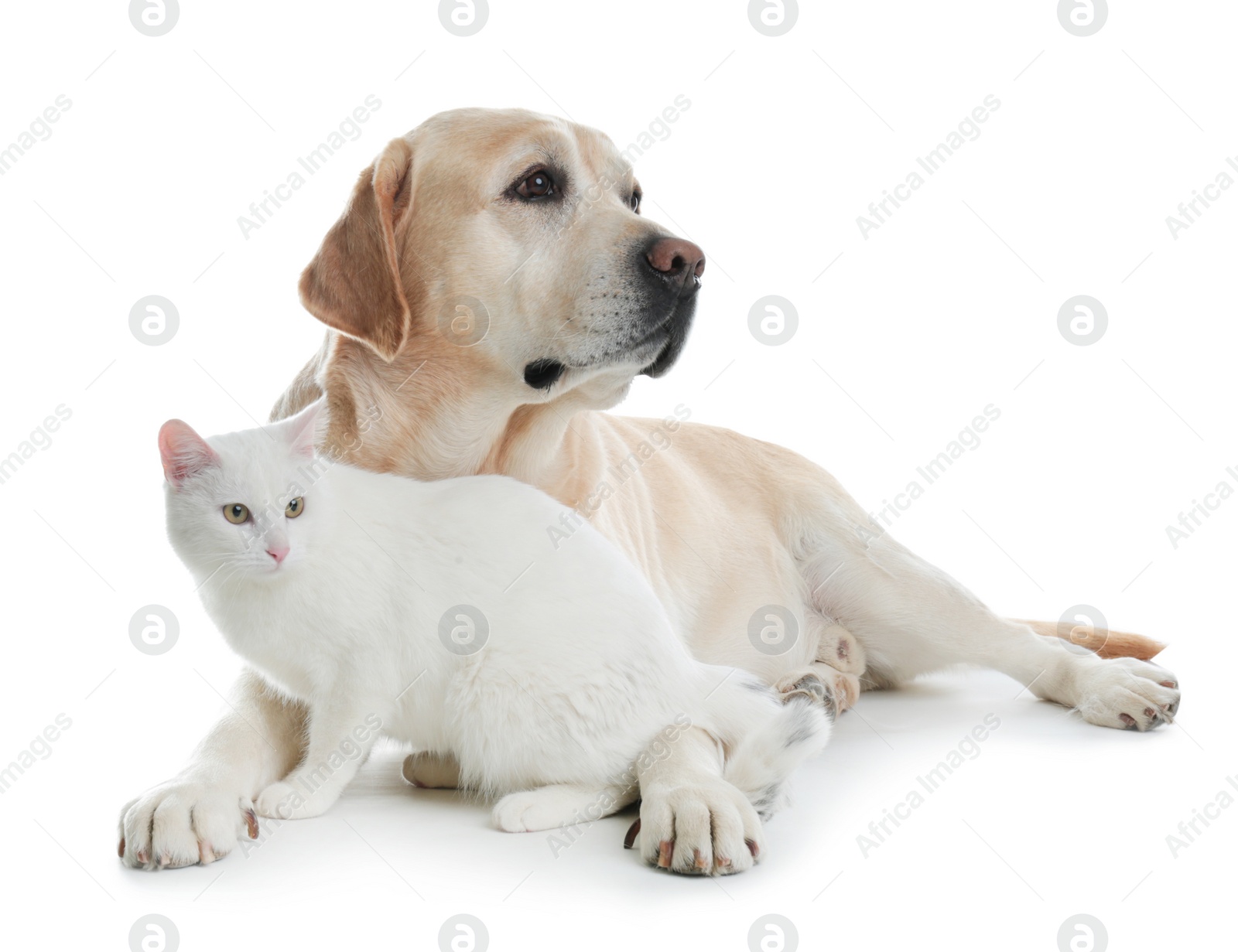 Photo of Adorable dog and cat together on white background. Friends forever