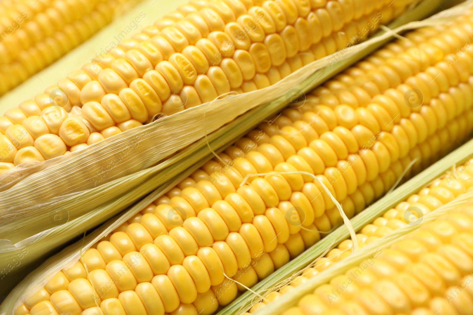 Photo of Tasty sweet corn cobs as background, closeup