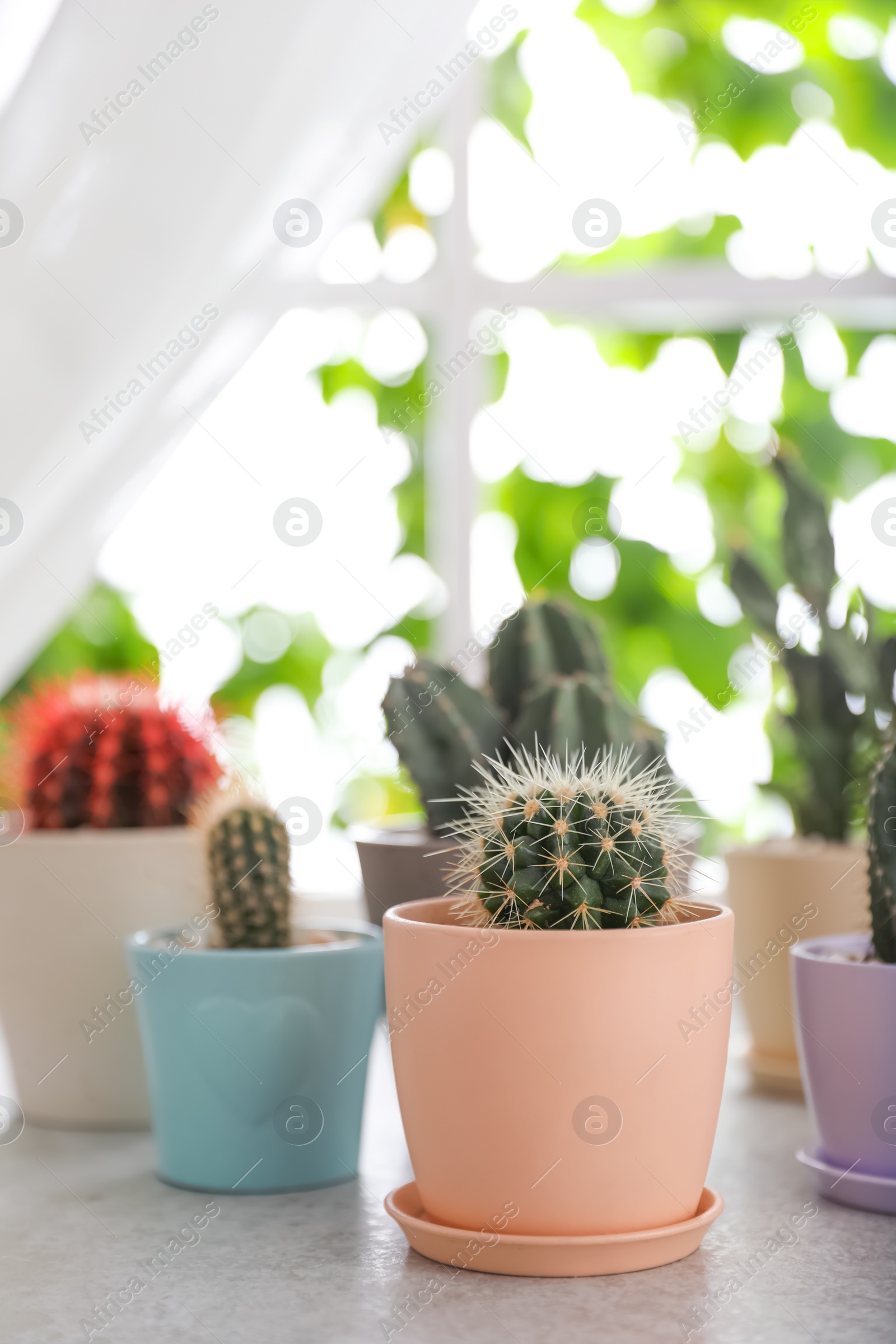 Photo of Beautiful different cacti in pots on windowsill