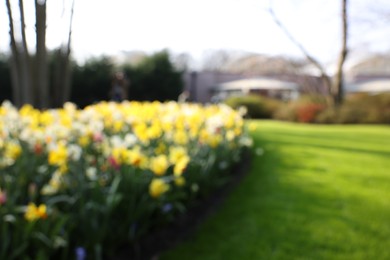 Photo of Blurred view of daffodil flowers growing in park