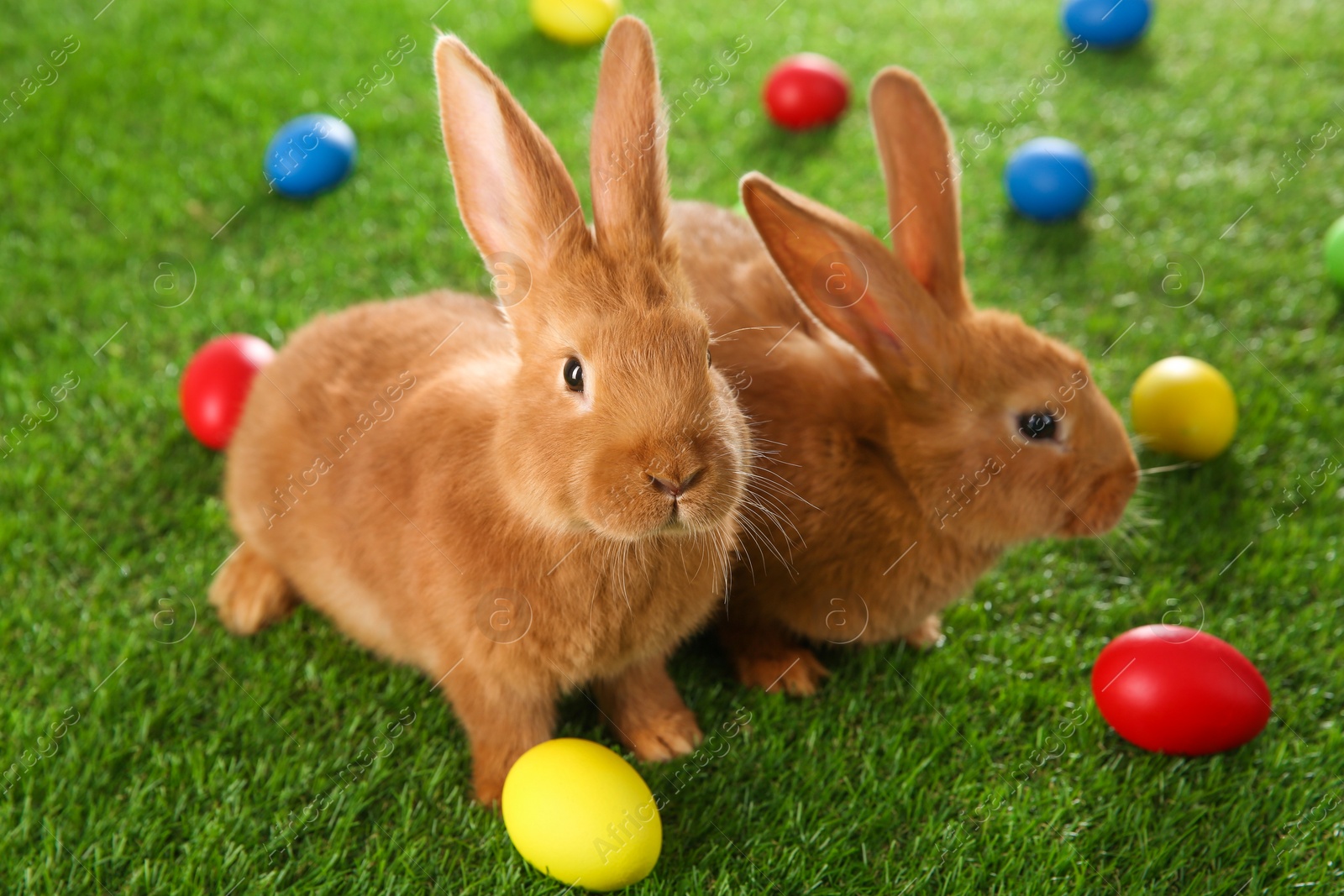 Photo of Cute bunnies and Easter eggs on green grass