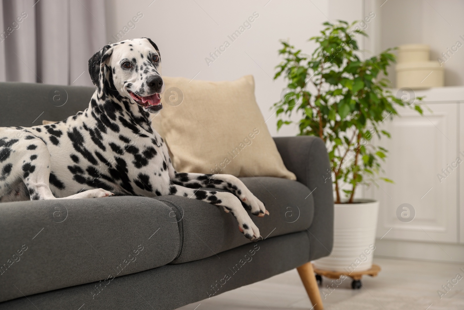 Photo of Adorable Dalmatian dog lying on couch indoors