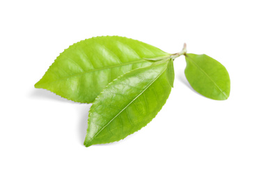 Photo of Green leaves of tea plant isolated on white