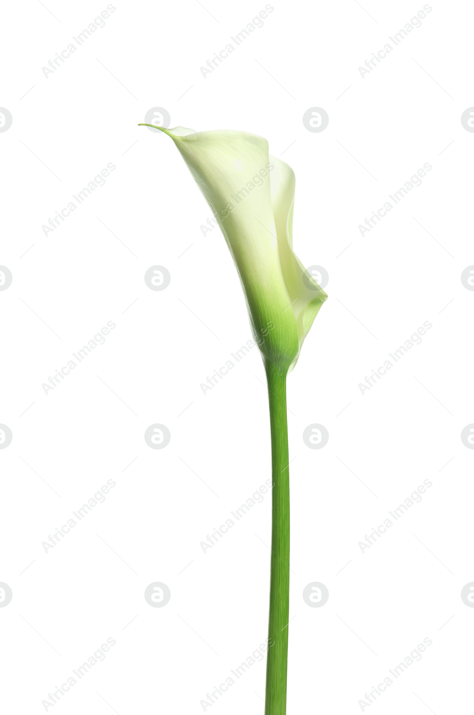 Photo of Beautiful calla lily flower on white background