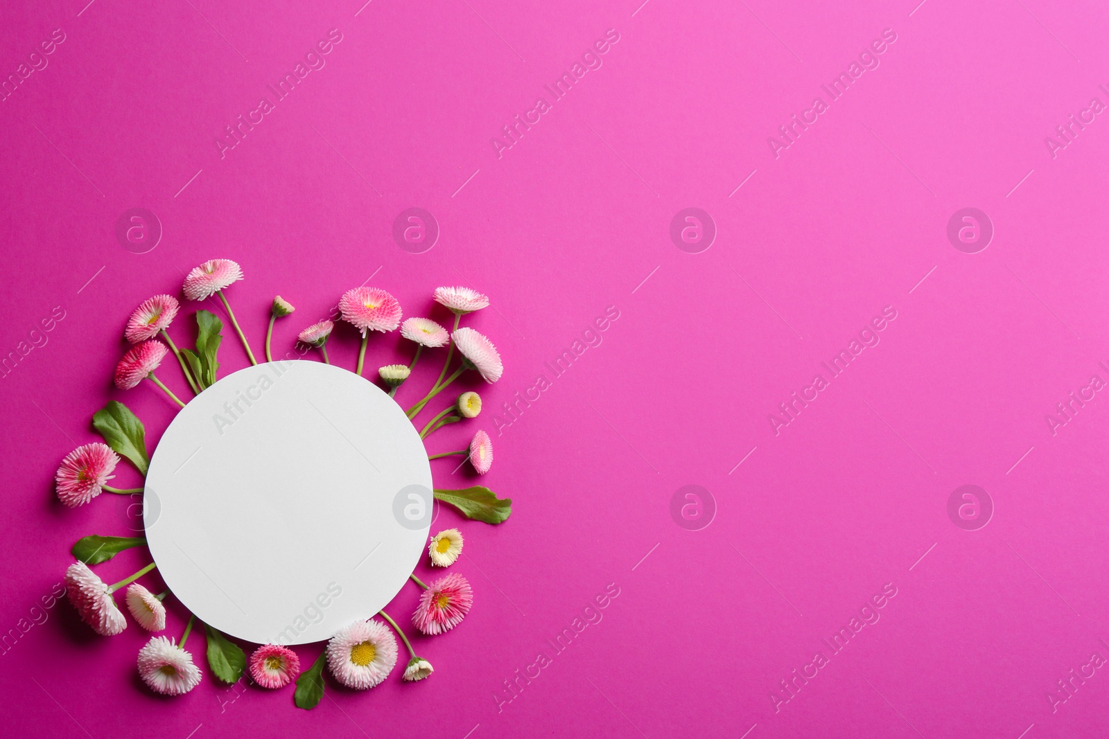 Photo of Flat lay composition with spring daisy flowers and card on color background. Space for text