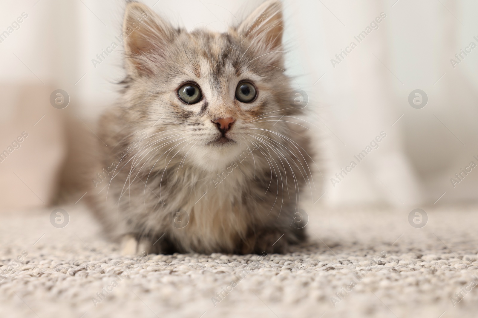 Photo of Cute fluffy kitten at home, space for text