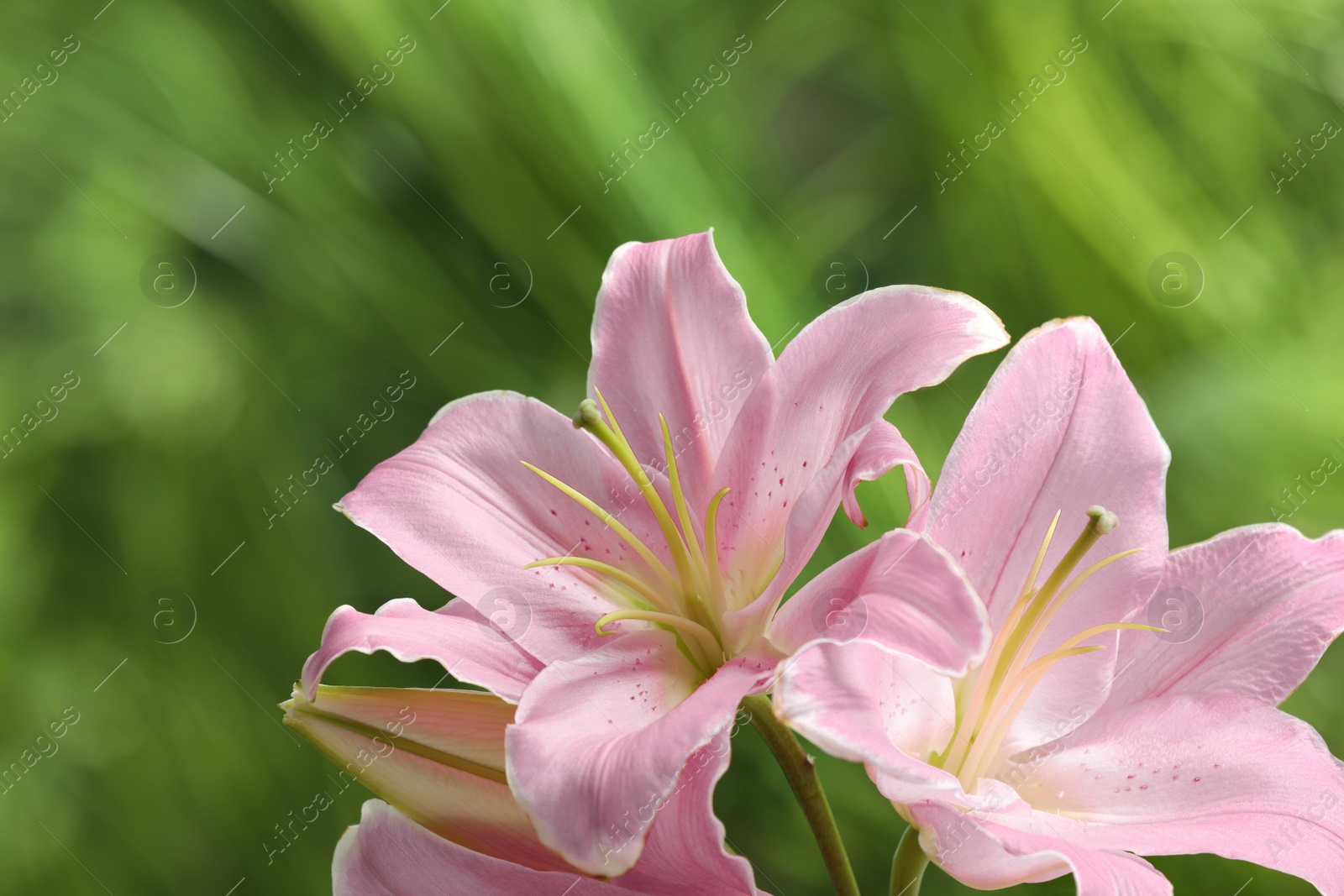 Photo of Beautiful pink lily flowers on blurred green background, closeup