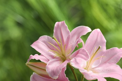 Photo of Beautiful pink lily flowers on blurred green background, closeup