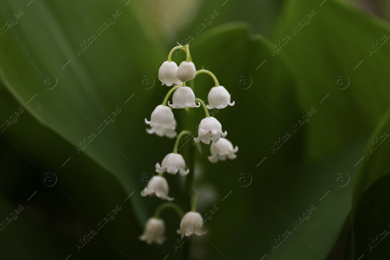 Photo of Beautiful lily of the valley flower on blurred background, closeup