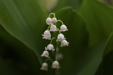 Beautiful lily of the valley flower on blurred background, closeup